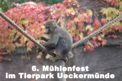 6. Mühlenfest