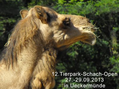12. Tierpark-Schach-Open